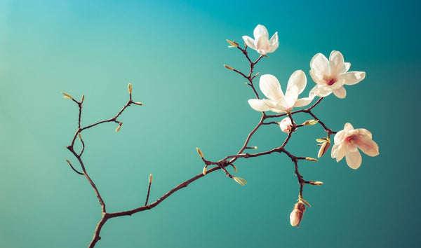 Natur Pur - fotokunst.berlin - Kunstfoto Galerie