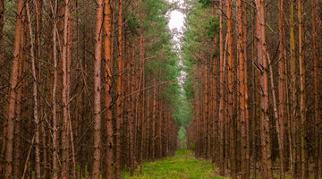 Einladung zur Hombuch 2020 und zwei Lesungen  - fotokunst.berlin