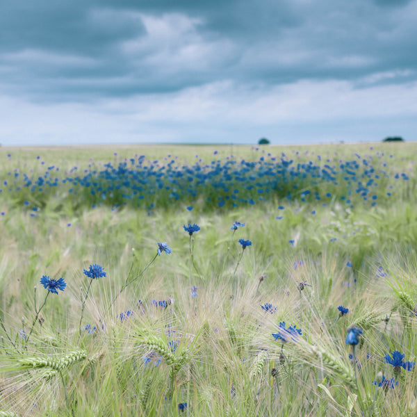 Cornflower & Barley
