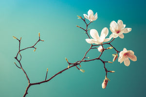 Magnolia II  - fotokunst.berlin - Kunstfoto Galerie