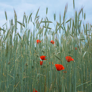 Poppy Flower & Barley  - fotokunst.berlin - Kunstfoto Galerie