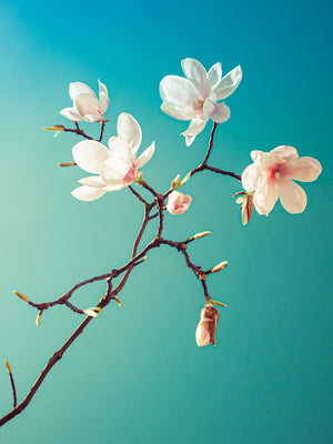 Magnolia III  - fotokunst.berlin - Kunstfoto Galerie