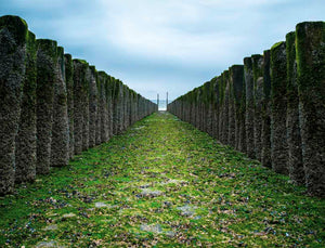 Salty Breeze  - fotokunst.berlin - Kunstfoto Galerie