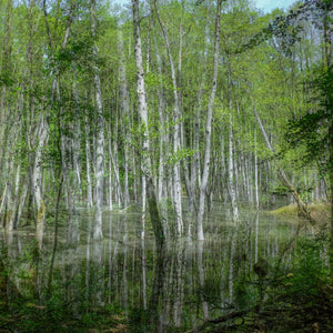 Silver Grove Squared  - fotokunst.berlin - Kunstfoto Galerie