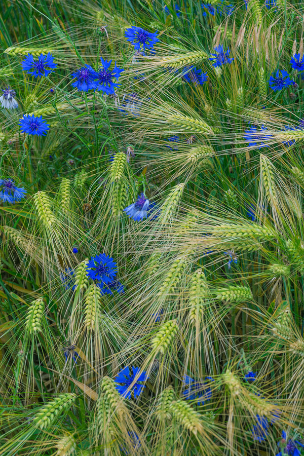 Greenly Blue  - fotokunst.berlin - Kunstfoto Galerie