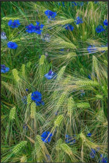 Greenly Blue  - fotokunst.berlin - Kunstfoto Galerie