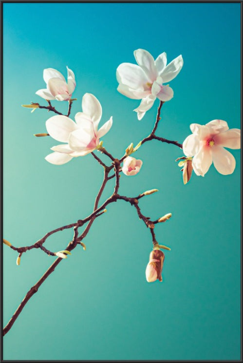 Magnolia III  - fotokunst.berlin - Kunstfoto Galerie