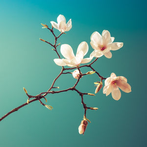 Magnolia I  - fotokunst.berlin - Kunstfoto Galerie